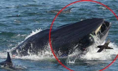 Φάλαινα «καταπίνει» ζωντανό έναν δύτη (video)