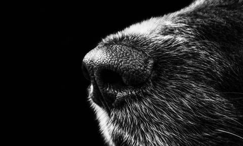 Νίκαια: Νέο περιστατικό άγριας κακοποίησης ζώου - Άνδρας μαχαίρωσε σκύλο στα πλευρά