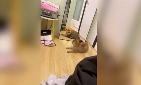 Γάτα είδε για πρώτη φορά τον εαυτό της στον καθρέφτη και... (video)