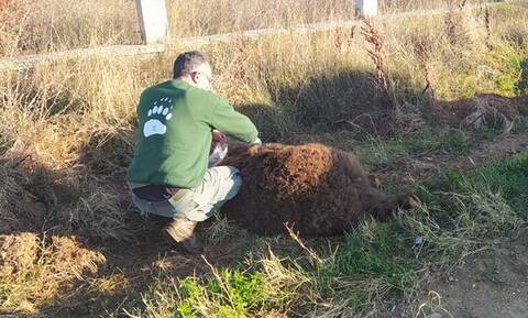 Καστοριά: Νεκρή σε τροχαίο αρκούδα 250 κιλών στην Μεσοποταμία