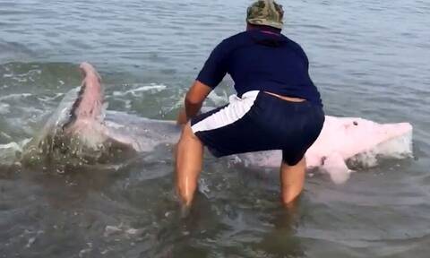 Είδαν ένα δελφίνι - γουρούνι να δίνει μάχη για τη ζωή του! Δείτε τι ακολούθησε...