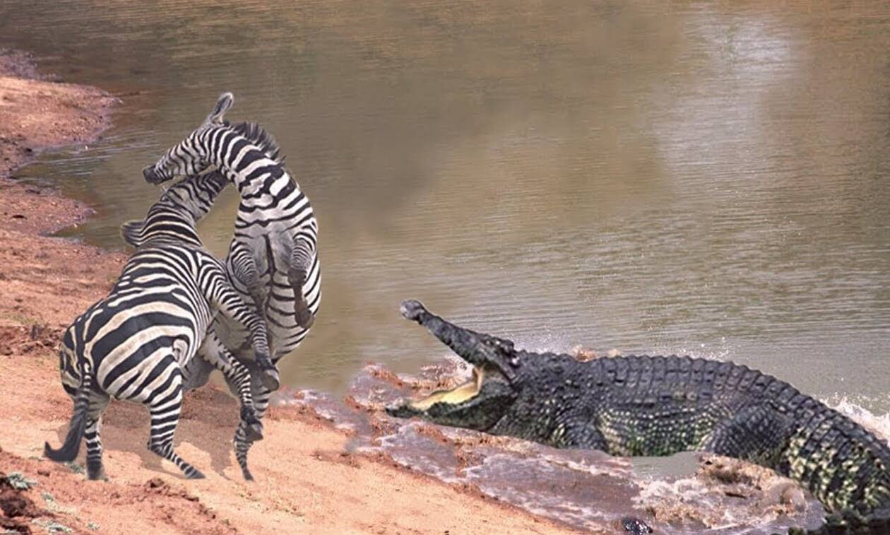 Схватка крокодилов. Нильский крокодил и Зебра.