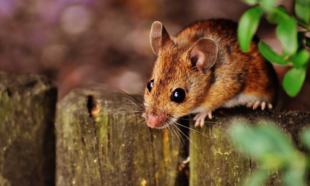 Εξοντώστε τα ποντίκια με... φυσικό τρόπο - Τι προτείνει επιστήμονας