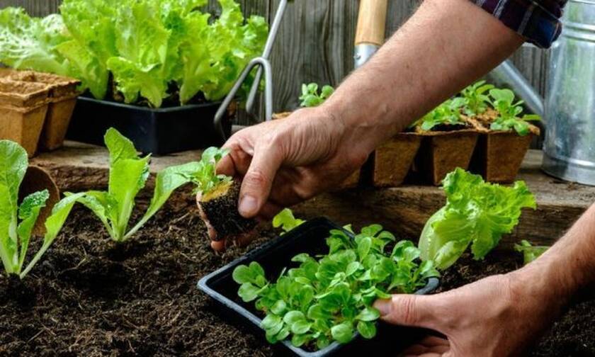 Ο καλύτερος τρόπος να φυτέψετε λαχανικά τον χειμώνα