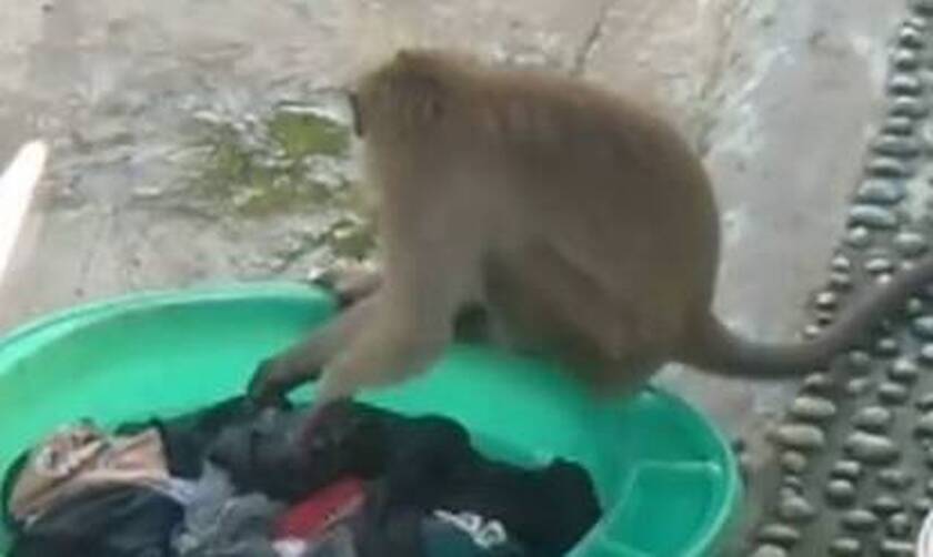 Βγήκε στην αυλή και είδε μια… μαϊμού να της πλένει τα ρούχα! 