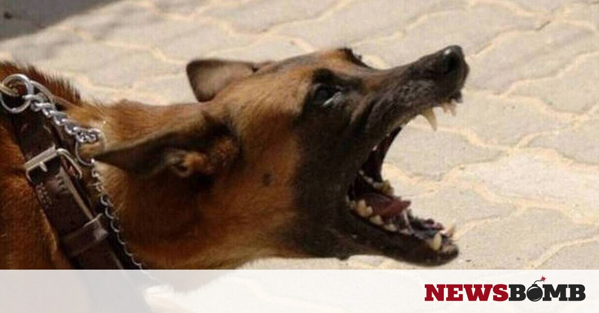 Θεσσαλονίκη: Επίθεση από σκύλο δέχτηκαν ένας 5χρονος και ένας 36χρονος στην πλατεία Τριγωνίου – Newsbomb – Ειδησεις