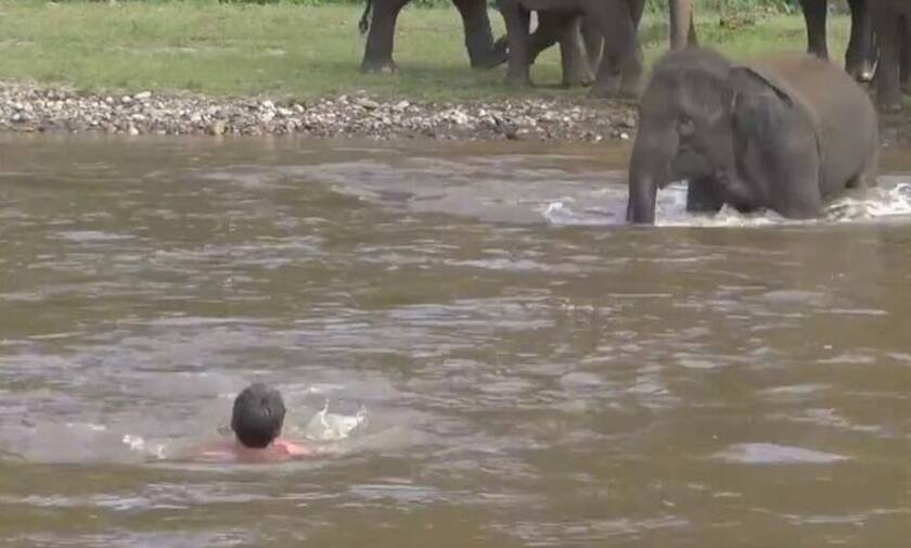 Ελέφαντας σώζει άντρα που «πνίγεται» (video)