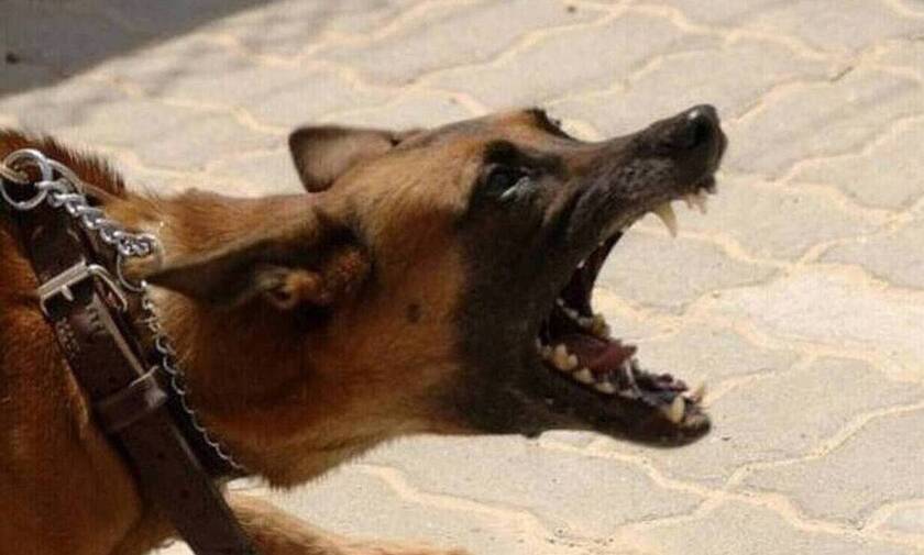 Κρήτη: Γυναίκα δέχτηκε επίθεση από σκυλιά χωρίς λουρί - «Γνωστός» ο ασυνείδητος ιδιοκτήτης 