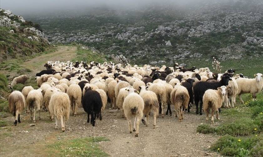 Πάνω από 1.500 τσοπάνηδες βρίσκονται στην Αττική – Διαθέτουν 240.000 αιγοπρόβατα και 3.000 βοοειδή