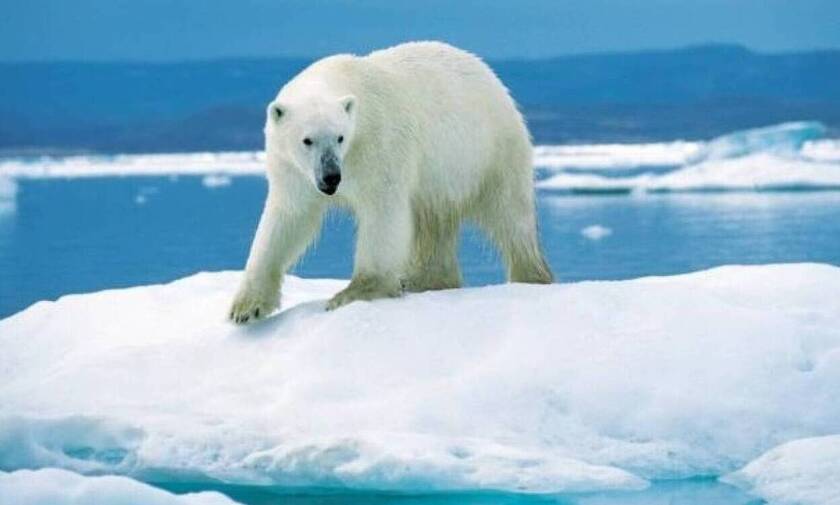 Νορβηγία: Πολική αρκούδα επιτέθηκε και τραυμάτισε άντρα
