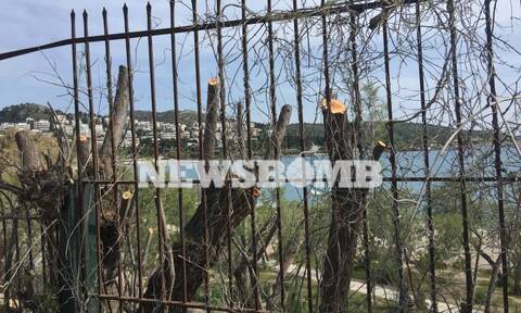 Ρεπορτάζ Newsbomb.gr: Ποιος ευθύνεται για την κοπή 42 δέντρων στη Βουλιαγμένη - Τι λέει ο δήμαρχος