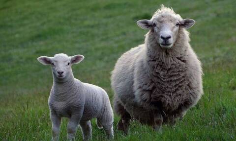 «Αγκαλιάστε ένα πρόβατο»: Η πρόταση γερμανικής φάρμας σε όσους νιώθουν μοναξιά