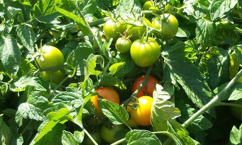 Μυτιλήνη: Μετανάστης καλλιεργούσε κάνναβη ανάμεσα σε… ντομάτες