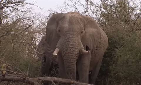 Σάλος στις ΗΠΑ: Ο επικεφαλής του λόμπι όπλων πυροβολεί ελέφαντα και πανηγυρίζει - Δείτε το βίντεο