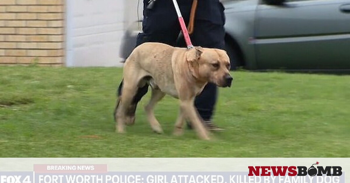 Φρίκη στις ΗΠΑ: Σκύλος κατασπάραξε 4χρονη στο σπίτι της – Newsbomb – Ειδησεις