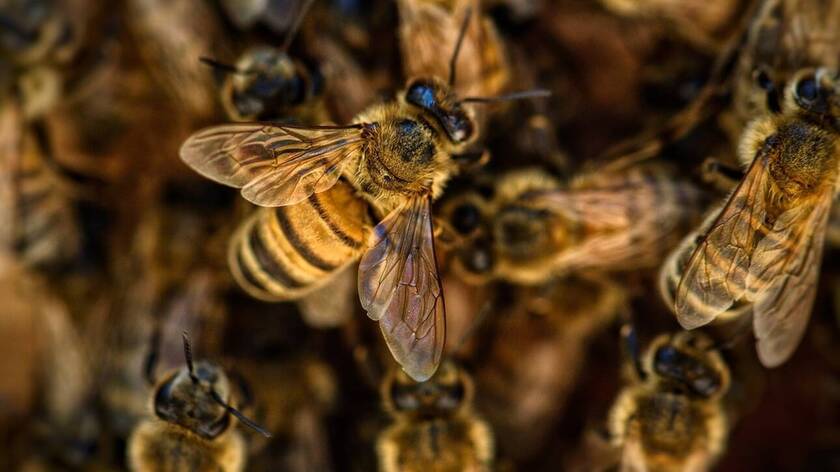 Μέλισσες κορονοϊός