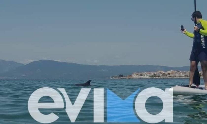 Εύβοια: Δελφίνι βγήκε στα ρηχά σε παραλία της Αρτάκης και «τρέλανε» τους λουόμενους