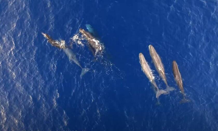 Μαγευτικές εικόνες στο Ιόνιο: Κοπάδι φαλαινών ταΐζει τα μικρά του