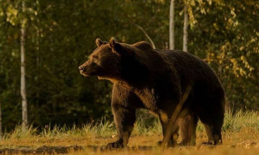 Σάλος: Ο Πρίγκιπας του Λιχτενστάιν σκότωσε τη μεγαλύτερη αρκούδα της Ευρώπης