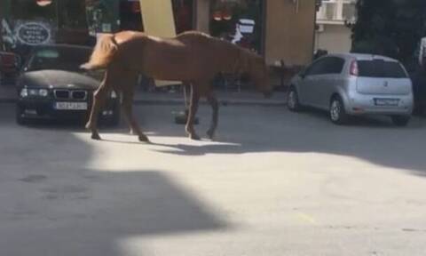 Λάρισα: Άλογο βγήκε… παγανιά στους δρόμους της πόλης (video)