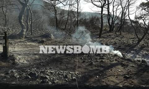 Φωτιά στην Κορινθία: Τεράστια οικολογική καταστροφή - Έχουν καεί πάνω από 20.000 στρέμματα δάσους