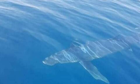 Κινέτα: Καρχαρίας κολυμπούσε δίπλα σε ψαρά