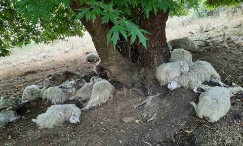 Κρήτη: Κεραυνός σκότωσε 30 πρόβατα σε κοπάδι στα Χανιά