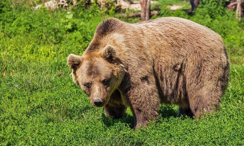 Τρόμος στη Σλοβακία: Η πρώτη θανατηφόρα επίθεση από καφέ αρκούδα εδώ και έναν αιώνα