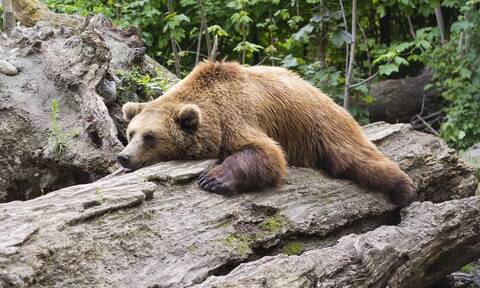Σλοβακία: Αρκούδα σκότωσε 57χρονο - Ήταν η πρώτη θανατηφόρα επίθεση εδώ και έναν αιώνα
