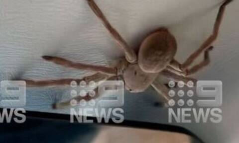 Αυστραλία: Μεγάλη αράχνη έπεσε σε πιλότο ενώ προσγείωνε το αεροπλάνο του