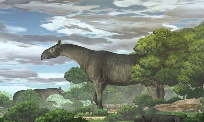 Kίνα: Ανακαλύφθηκε το μεγαλύτερο θηλαστικό της Γης - Αρχαίος ρινόκερος με μέγεθος…τεσσάρων ελεφάντων