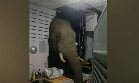 Viral ο ελέφαντας που «διέρρηξε» σπίτι για να φάει στην Ταϊλάνδη (vid)