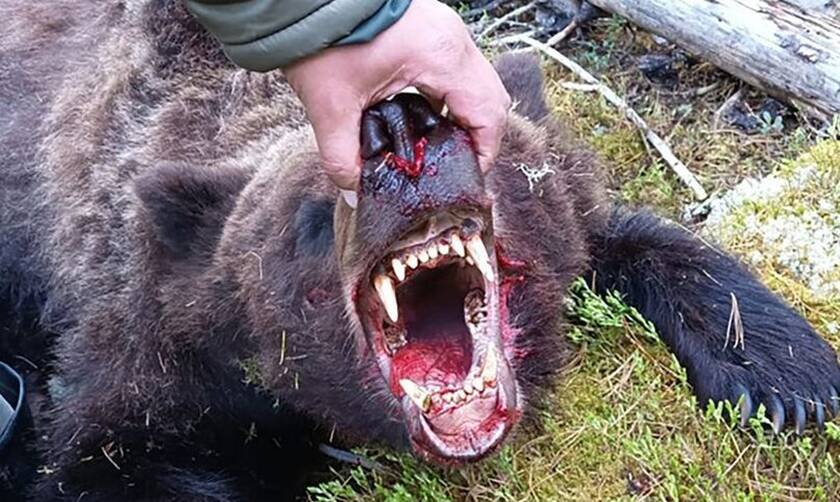 Ρωσία: Αρκούδα κατασπάραξε κατασκηνωτή