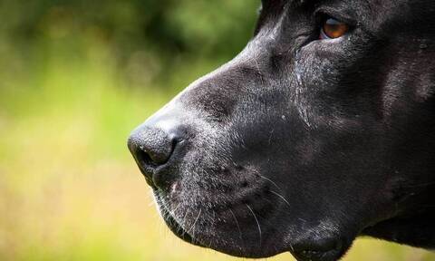 Ρόδος: Σκύλος δεν αποχωριζόταν το αφεντικό του που είχε πεθάνει - Η συγκλονιστική ιστορία