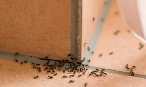 Έτσι θα διώξεις τα ενοχλητικά έντομα χωρίς να αγοράσεις εντομοκτόνο