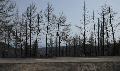 Επικοινωνία Δένδια – Σέρμαν: Συνεισφορά των ΗΠΑ στην ανάπλαση των πυρόπληκτων περιοχών