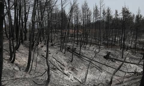 WWF Ελλάδας: Οι 10 προτάσεις για την επόμενη ημέρα από τις πυρκαγιές
