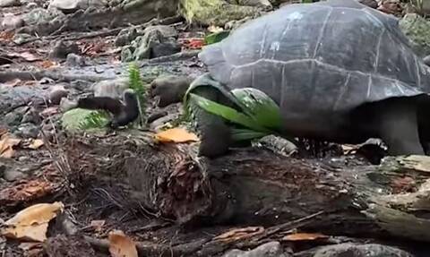 Μεγάλη έκπληξη για τους επιστήμονες: Φυτοφάγος χελώνα καταγράφηκε να καταβροχθίζει μικρό πουλί
