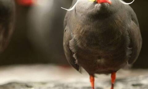 Γνωρίστε το πιο «διαβόητο» πουλί που κυκλοφορεί στους αιθέρες!