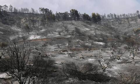 Φωτιά στην Εύβοια: Τo 1/3 των δασών κάηκε από την πρόσφατη πυρκαγιά