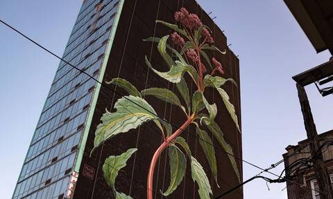 Ένα γιγαντιαίο αγριολούλουδο σε 20ώροφο κτήριο στην Jersey City
