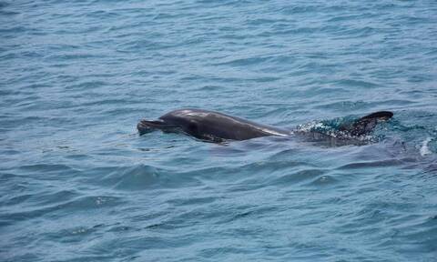 Θεσσαλονίκη: Βρέθηκε νεκρό δελφίνι σε ακτή του Δήμου Θερμαϊκού