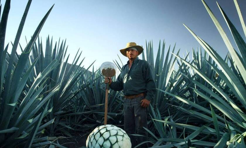 Tequila: Η ιστορία ενός λαού κι ενός τόπου μέσα από ένα ξακουστό ποτό