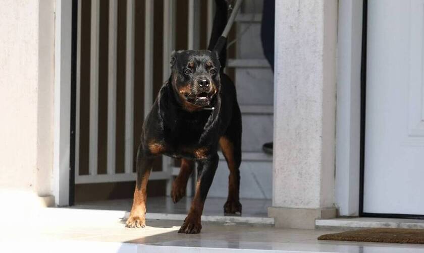 Θάνατος 5χρονου από ροτβάιλερ στην Κοζάνη: Ένοχοι οι ιδιοκτήτες των σκυλιών