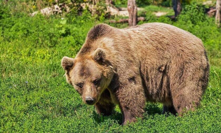 Κοζάνη: Πυροβόλησαν και σκότωσαν αρκούδα την περιοχή Βροντερό Πρέσπας