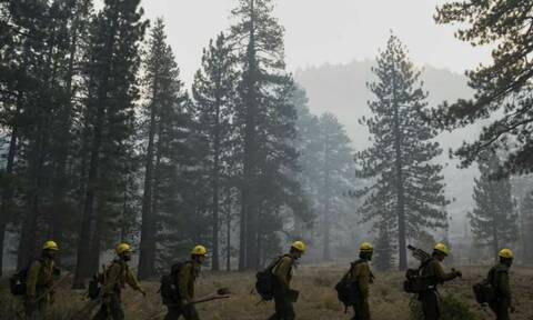 Kαλιφόρνια: Πυροσβέστες «ντύνουν» με αλουμίνιο τις σεκόγιες για να τις σώσουν απο τις πυρκαγιές