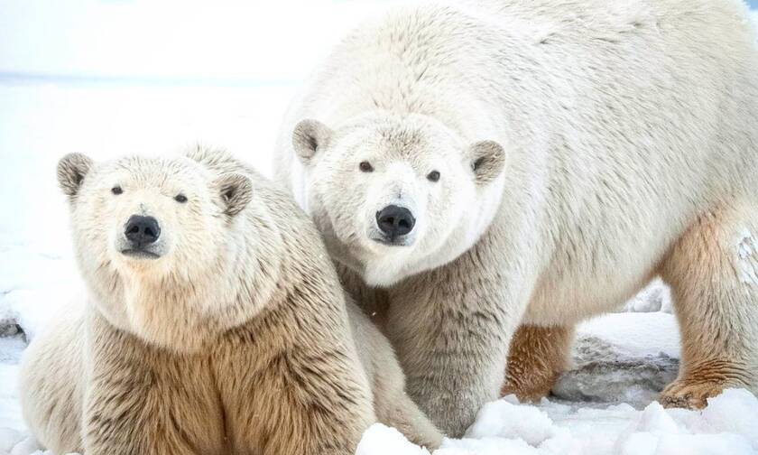 Πόσους μήνες μένει χωρίς φαγητό μια πολική αρκούδα όταν θηλάζει;