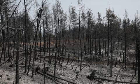 Πυρκαγιές στην Ελλάδα: Πώς και πόσο βοήθησαν οι ΗΠΑ – Τι απαντά στο Newsbomb.gr η US Forest Service