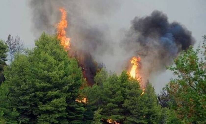 Φωτιά Κιλκίς: Σε πλήρη εξέλιξη η πυρκαγιά - Ενισχύθηκαν οι δυνάμεις της Πυροσβεστικής
