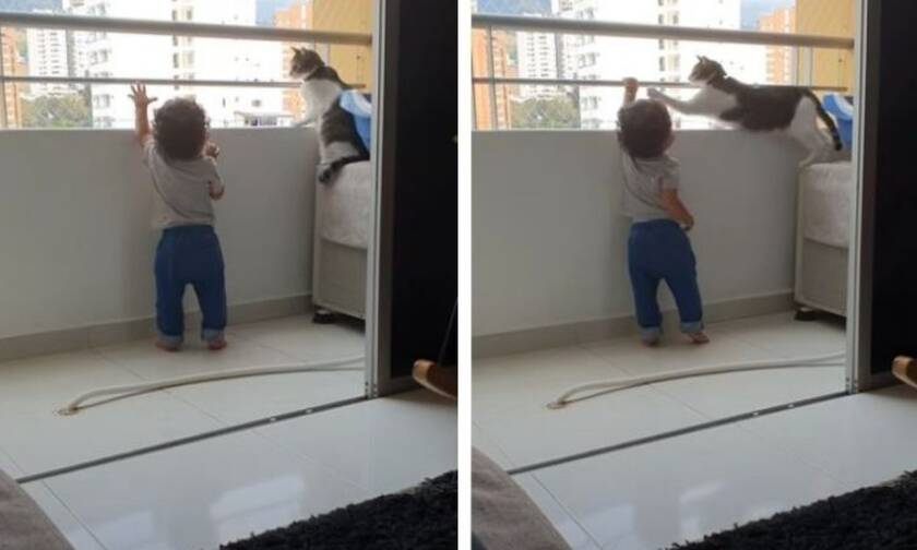 Γάτα "φύλακας άγγελος" - Δείτε πώς κρατά ένα παιδί μακριά από τα κάγκελα